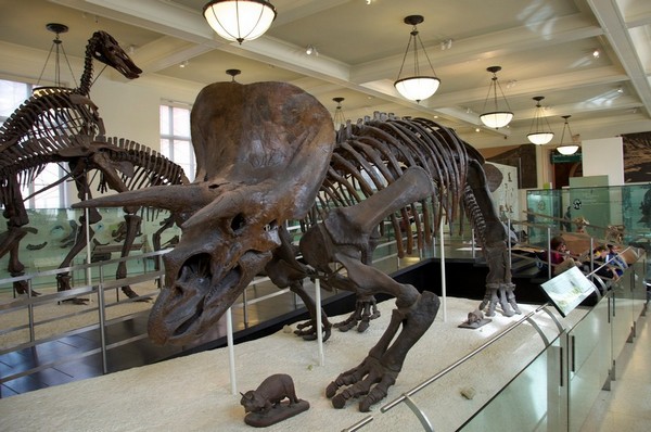 American Museum of Natural History New York