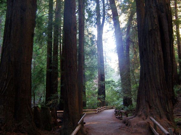 Muir Woods National Monument Californie