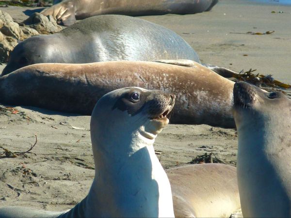 Phoques Piedra Blancas Big Sur Californie