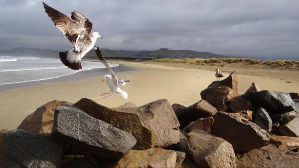Plage de Morro Bay Californie