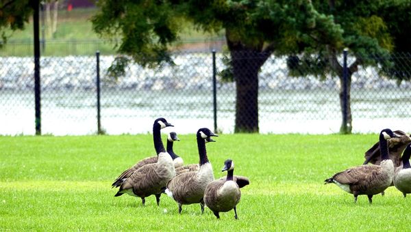 Les oies sauvages de Roosevelt Island New York