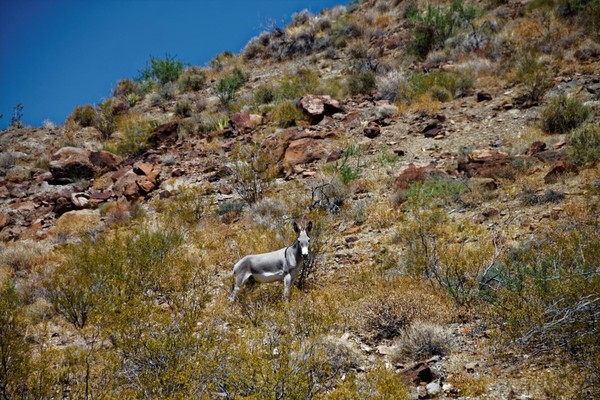 Sitgreaves Pass Route 66 Arizona