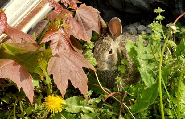 Lapin Henry’s Ra66it Ranch Route 66