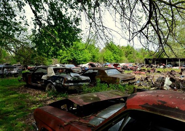 Mustang Coral Edwardsville Illinois
