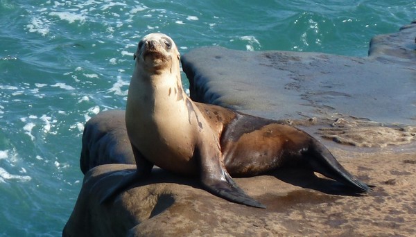 La Jolla Wildlife San Diego