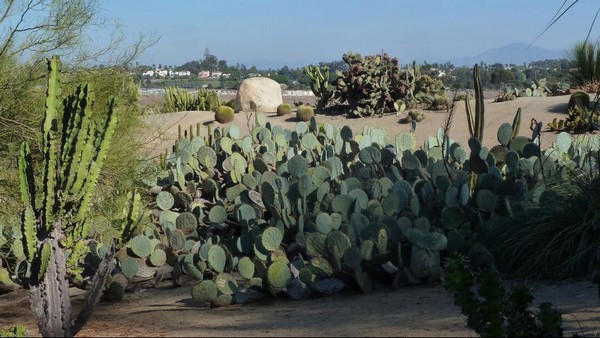 Desert Garden Balboa Park San Diego