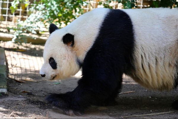 Panda zoo San Diego