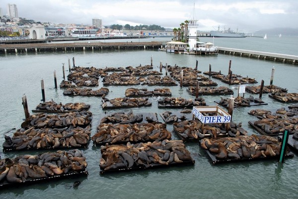 La colonie des otaries en 2009 Pier 39 San Francisco