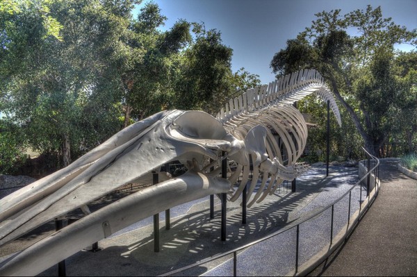 Museum of Natural History Santa Barbara