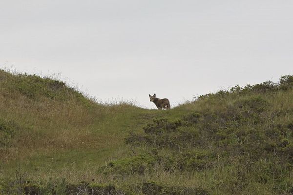 Un coyote curieux Sausalito