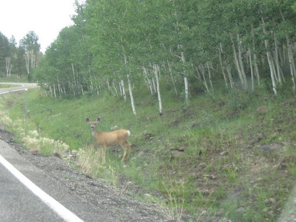 Biche Boulder Mountain Utah