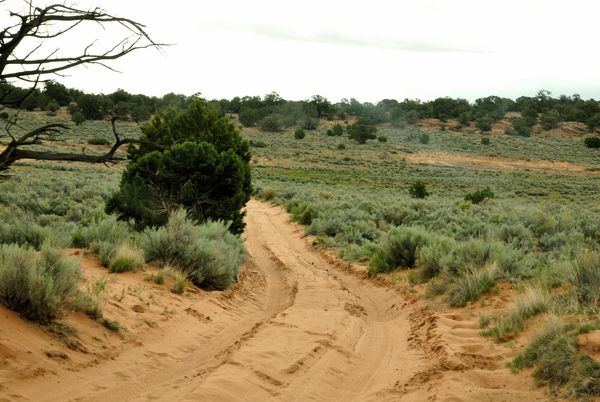 Route d'accès à White Pocket Arizona