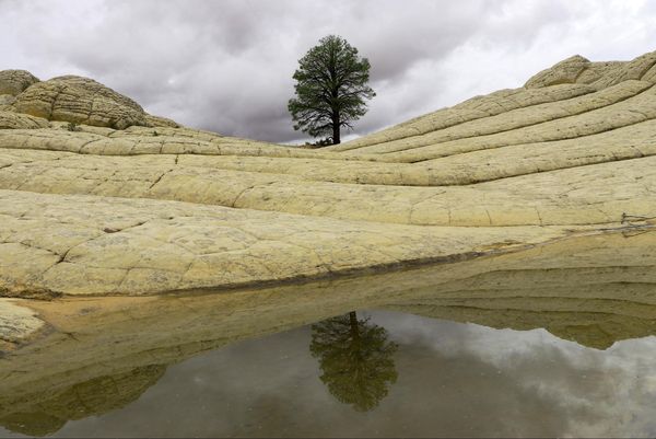 Arbre White Pocket Arizona