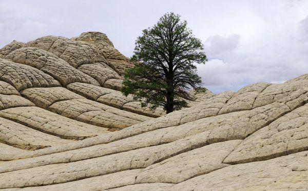 Arbre White Pocket Arizona