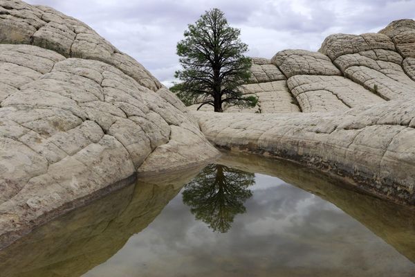 Arbre White Pocket Arizona