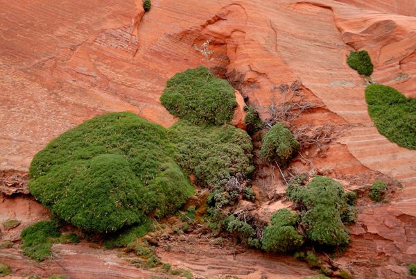 Végétation White Pocket Arizona