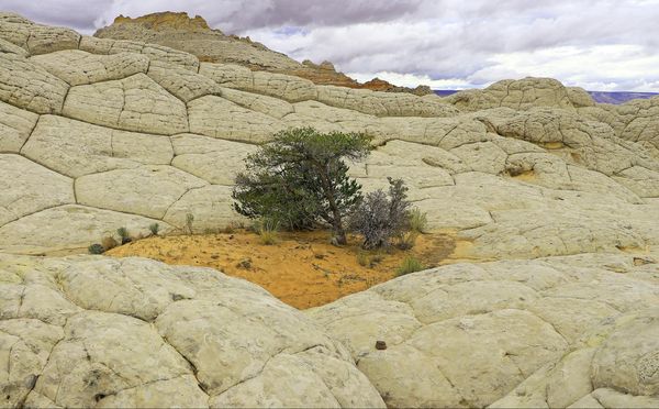 Brain Rock White Pocket Arizona