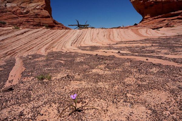 Sol recouvert de Moqui Marbles White Pocket Arizona