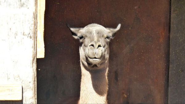 Lama Casa Grande Trading Post Cerrillos