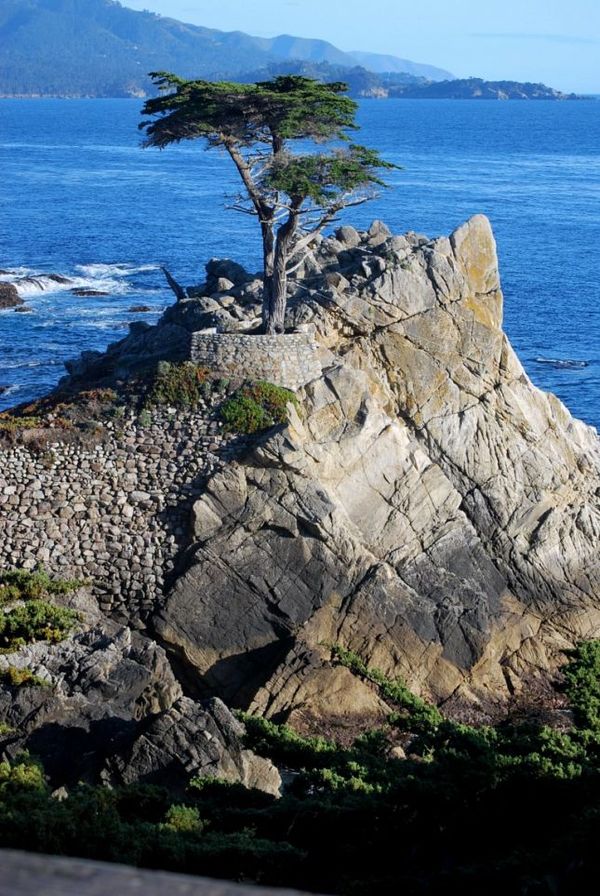 The Lone Cypress 17 Mile Drive