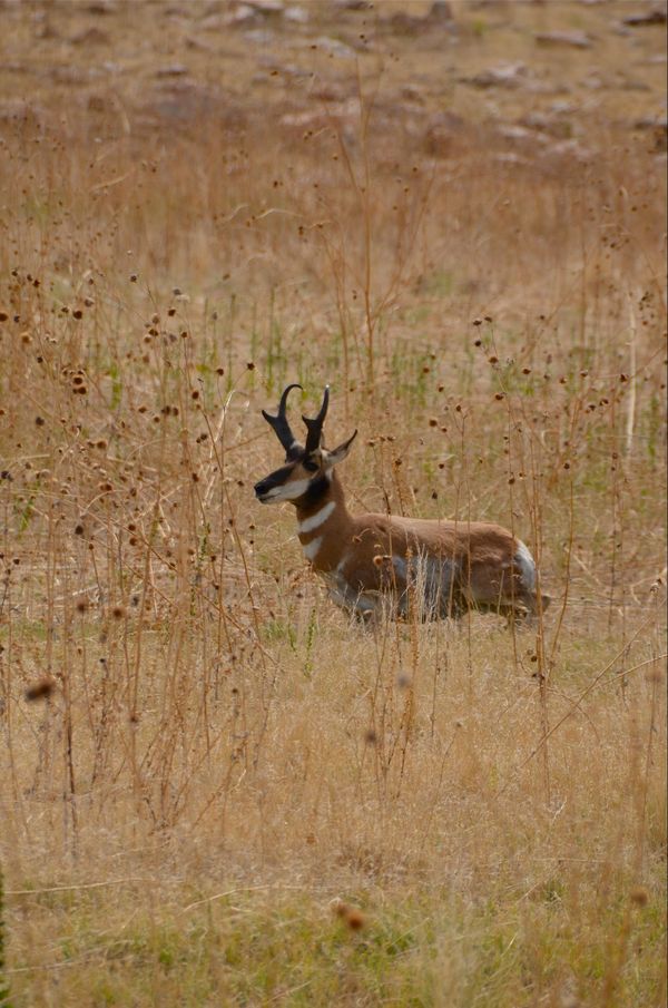 Pronghorn Antelope Island State Park