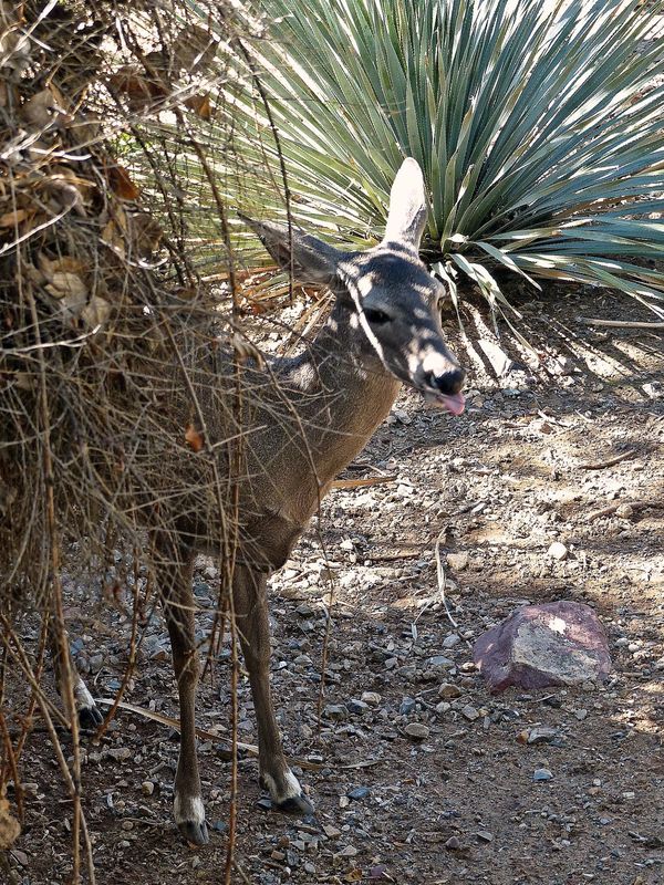 Faon Sonora Desert Museum