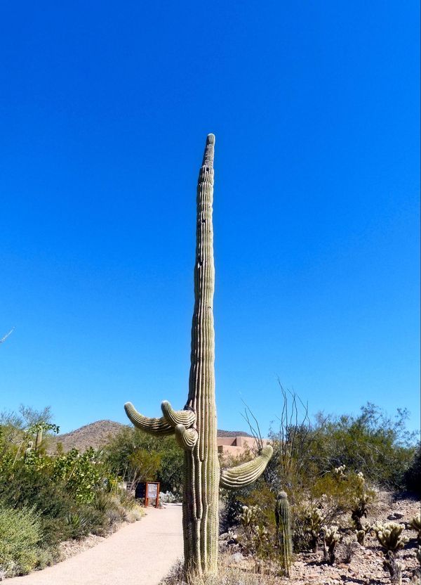 Desert Loop Trail Sonora Desert Museum