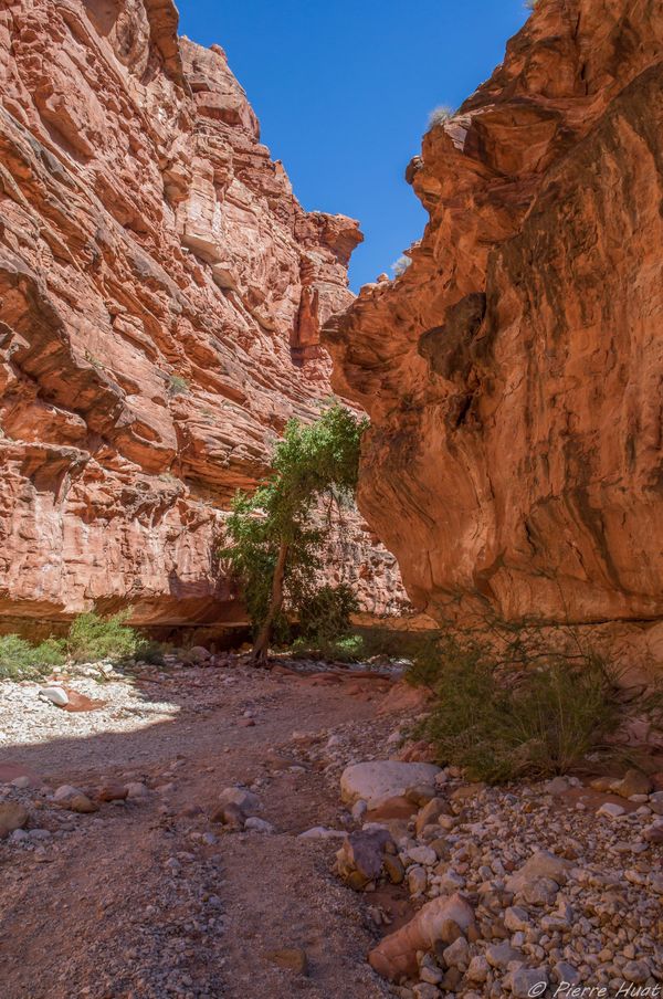 Fond du canyon vers Havasu Falls