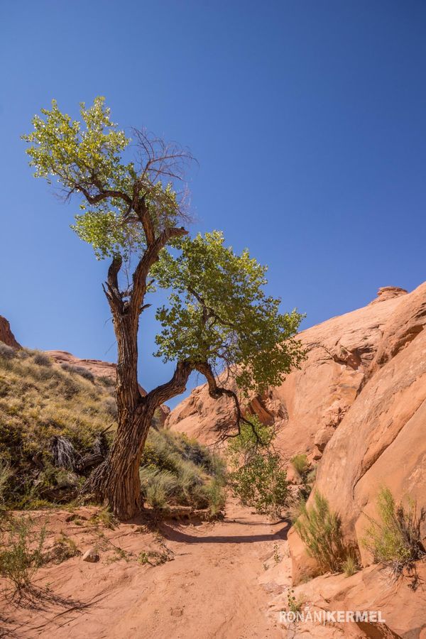 Randonnée vers Broken Bow Arch Utah