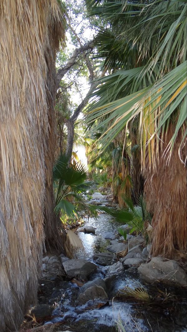 Andreas Canyon Trail