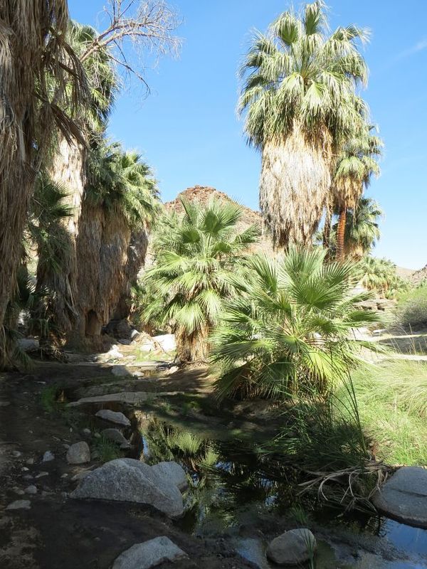 Palm Canyon Trail