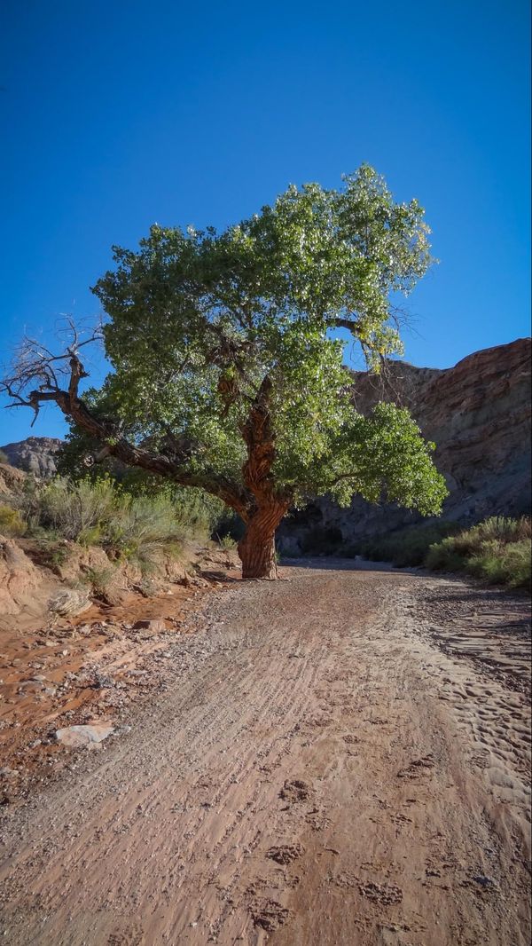 Wash vers Little Wild Horse Canyon
