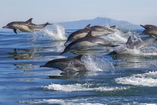 Banc de dauphins au large de Long Beach