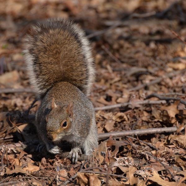 Écureuil à Ramble Central Park New York