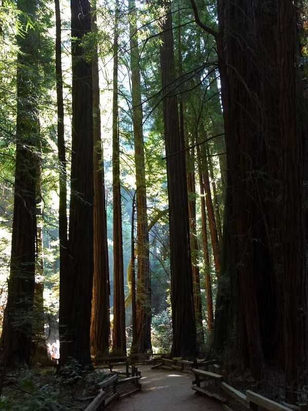 Muir Woods