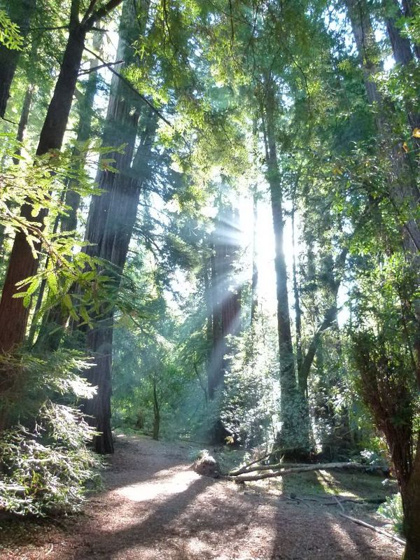 Muir Woods National Monument