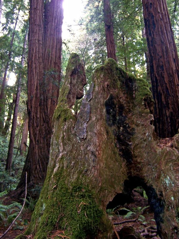 Arbre mort Muir Woods