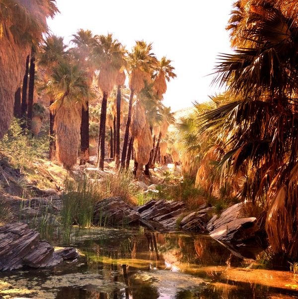 Indian Canyons Palm Springs
