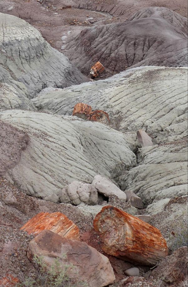 Bois pétrifié Blue Mesa Trail Petrified Forest National Park Arizona