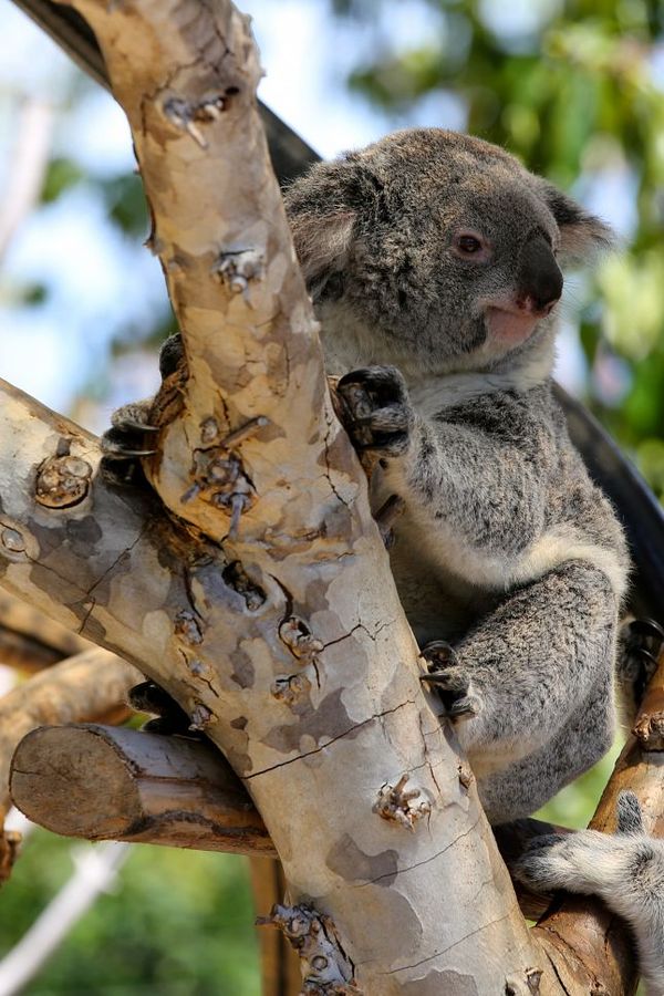 Koala Zoo San Diego