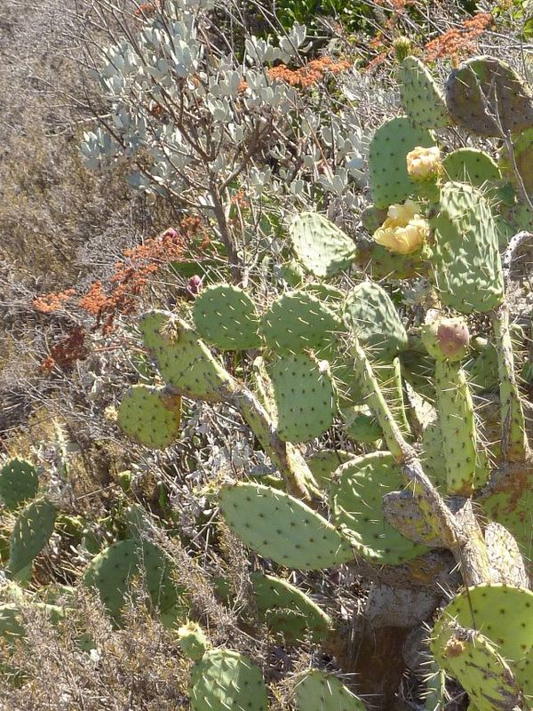 Cactus Santa Catalina Island Californie