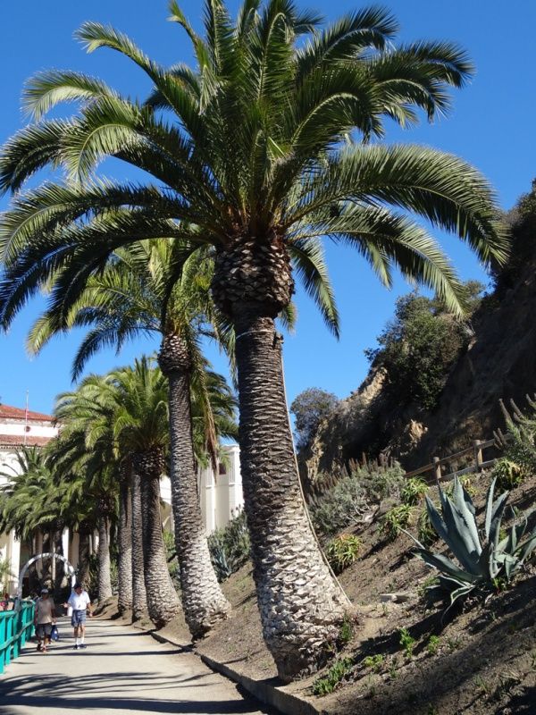 Accès à Desconso Beach Club Santa Catalina Island