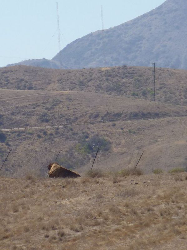 Bison de Santa Catalina Island Californie