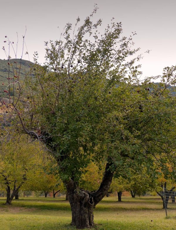 The Heritage Tree