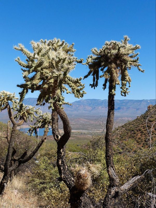 Sentier botanique Tonto National Monument