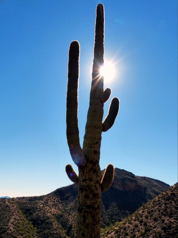 Cactus Saguaro
