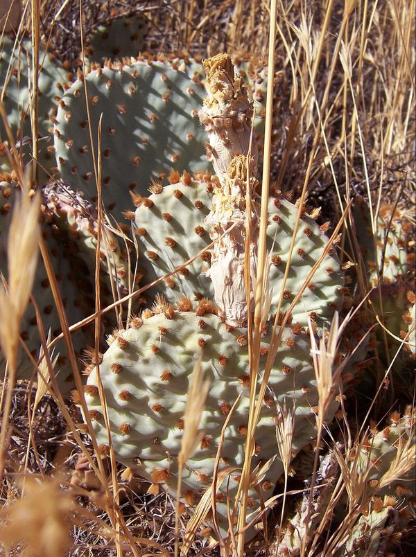 Cactus Vasquez Rocks