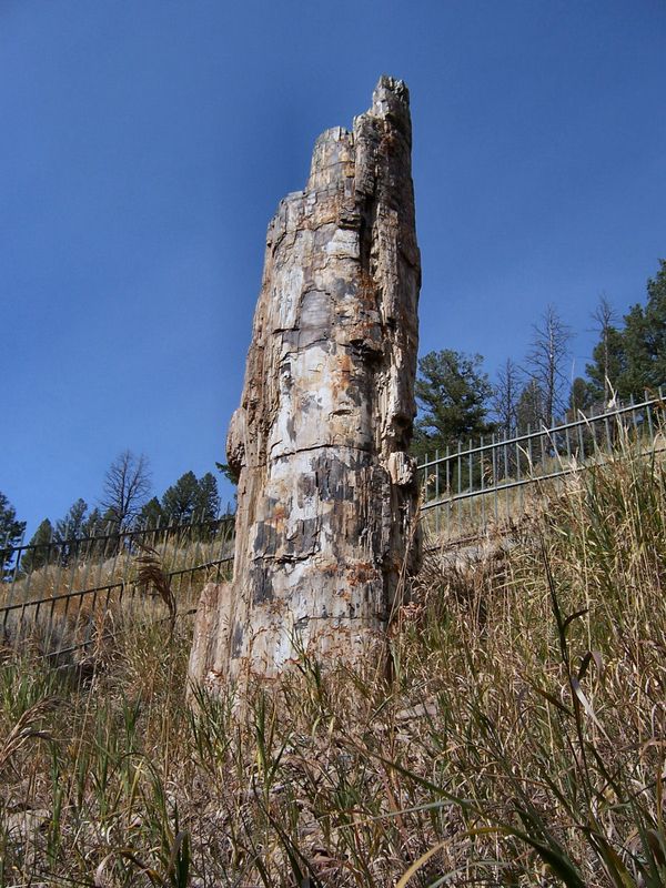 Petrified Tree Yellowstone