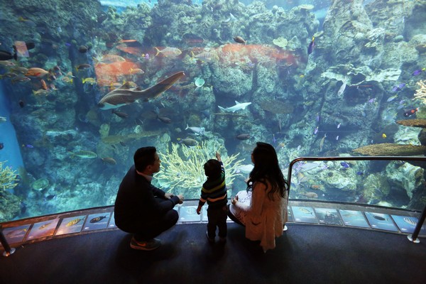 Aquarium du pacifique Long Beach