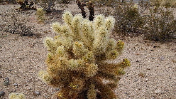 Cholla Cactus Garden